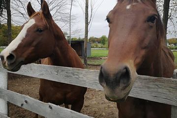 Rest of the World  Backyard Secret Luxy Barn in Orillia Ontario image 1