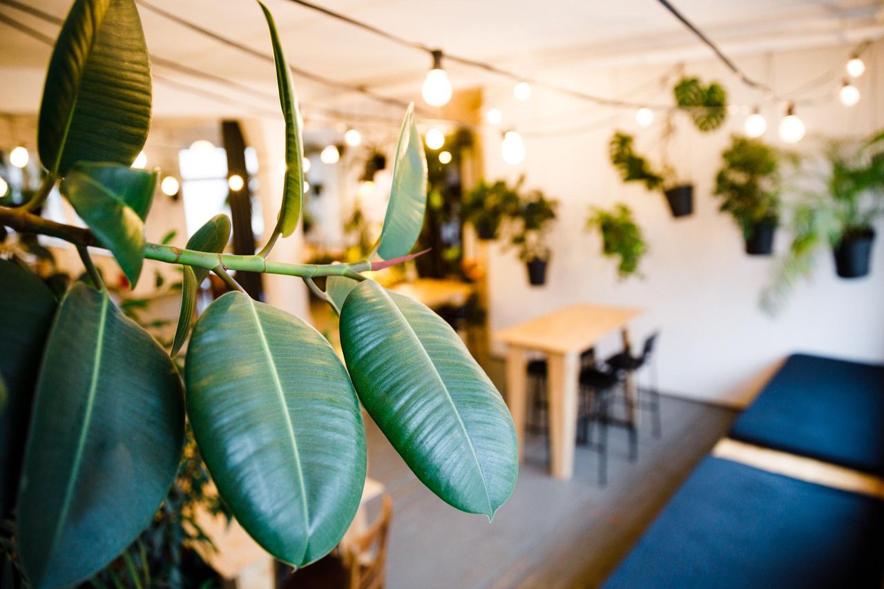 Berlin Kreatives Meeting Meetingräume LIANE 1 image 55