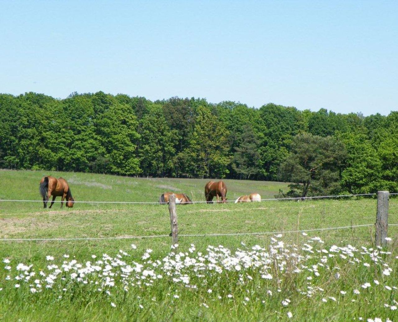 Rest van de wereld workshop spaces Binnenplaats Hotel, Restaurant und Reitstall image 81