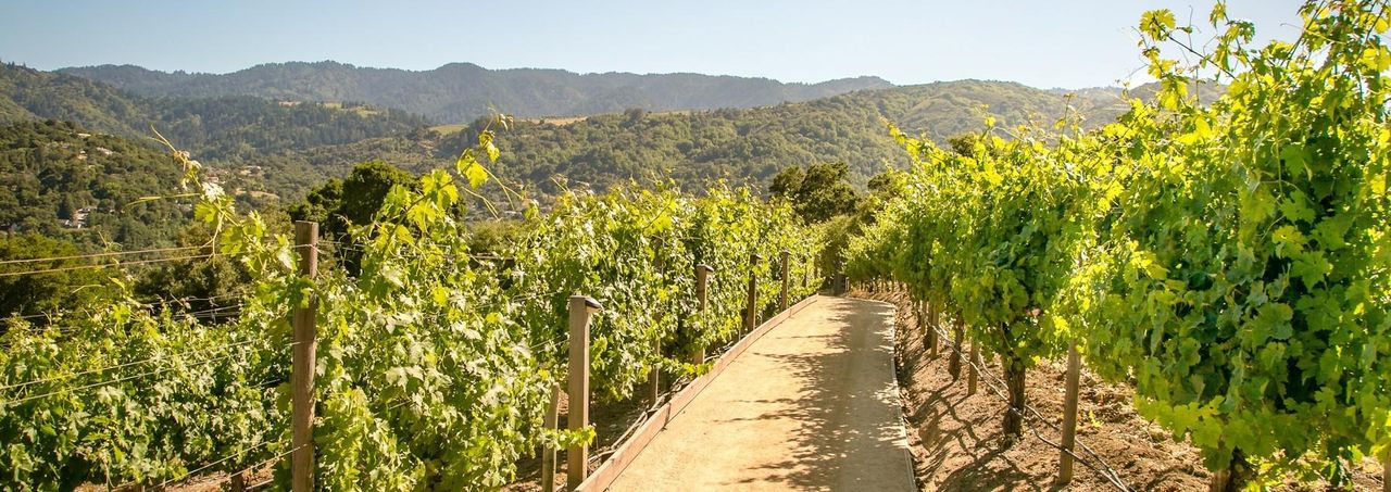 Cupertino corporate event spaces Green space Vineyard Point image 5