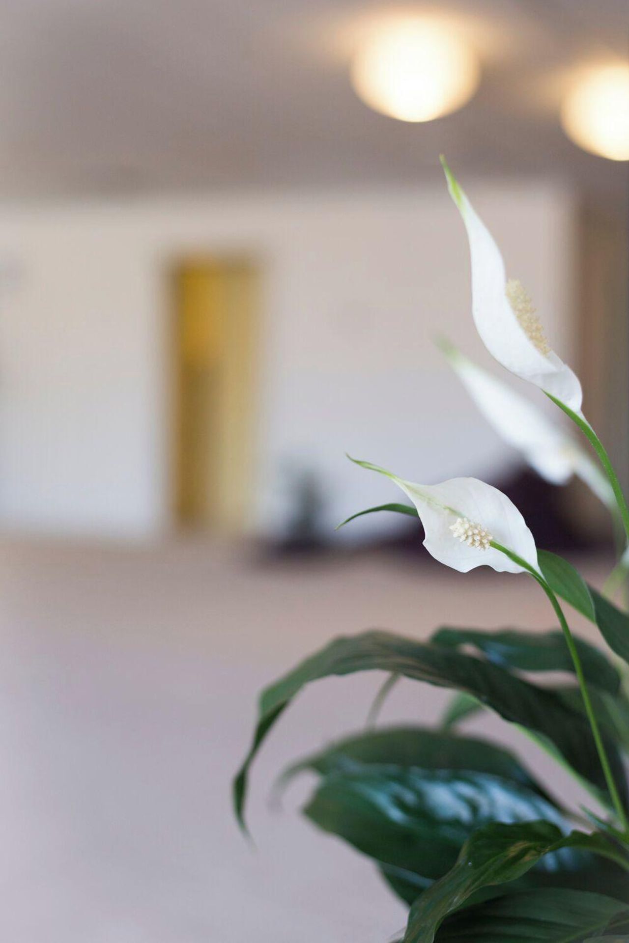 Melbourne training rooms Vergaderruimte Pulse Brunswick image 13