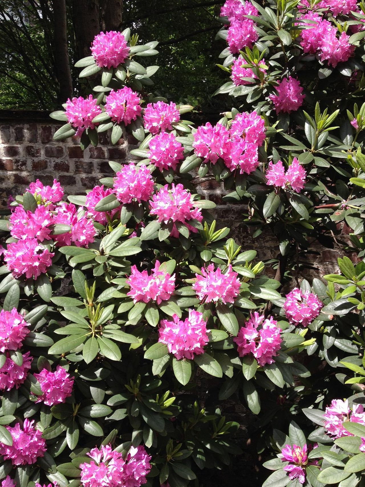 Düsseldorf   Gartenblick image 1