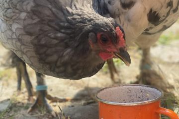 Hamburg Kreatives Meeting Boerderij Hof & Scheune image 4