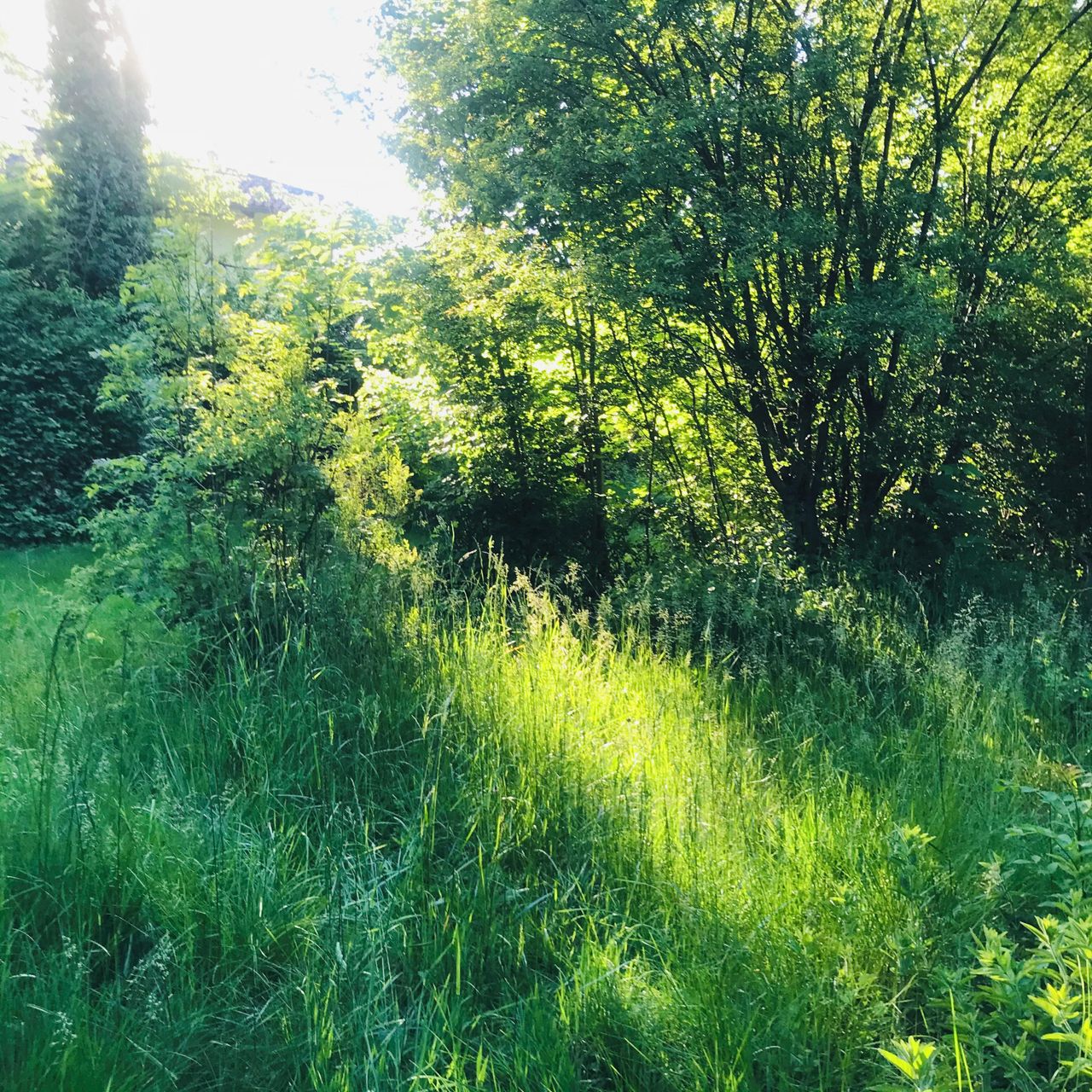 Munich Schulungsräume Photostudio Nordlichtstudio mit Tageslicht und Garten image 15