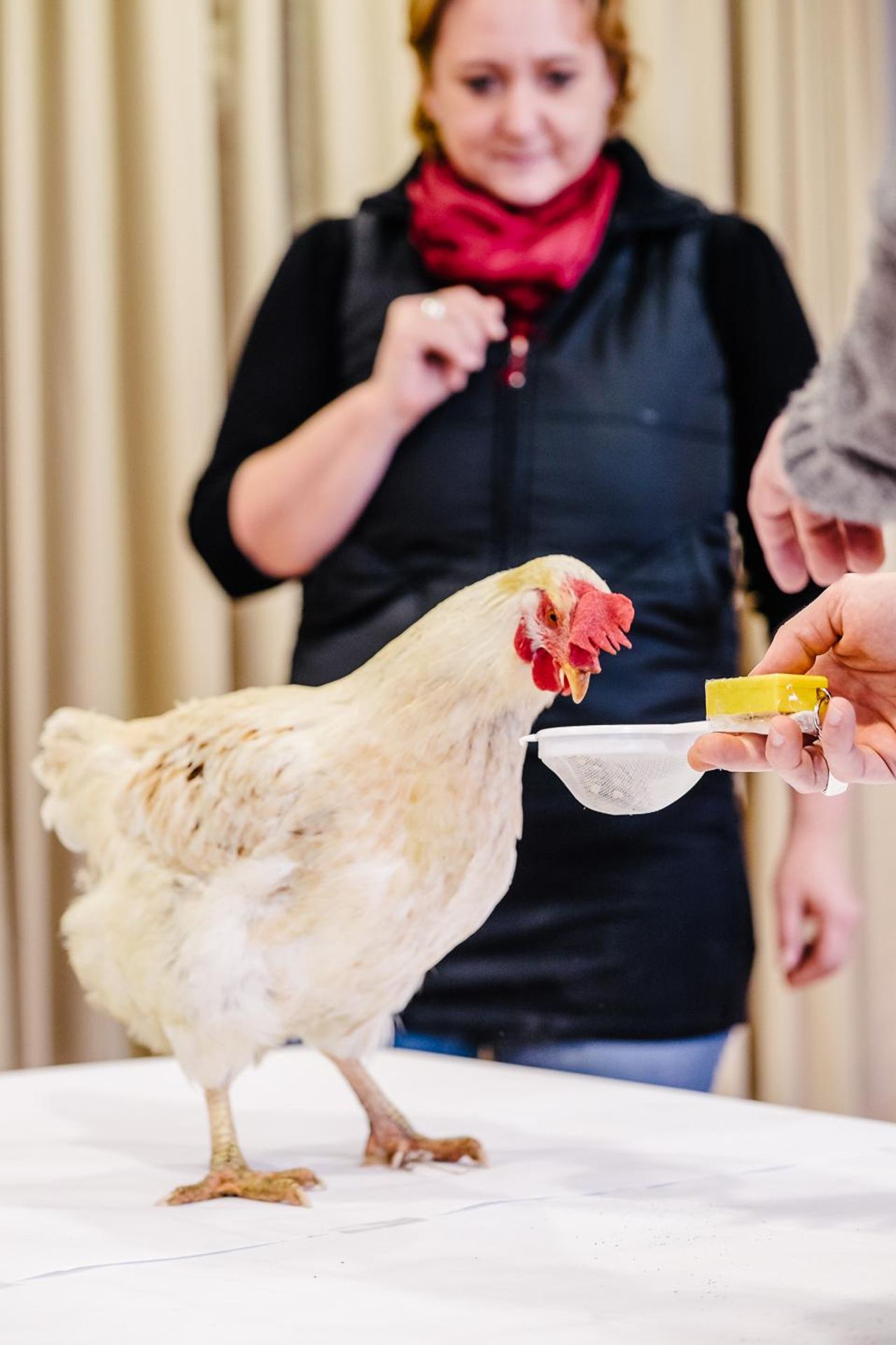 Rest der Welt PR & Marketing Event Tagungs-/Konferenzraum St. Martins Therme & Lodge in Frauenkirchen image 10