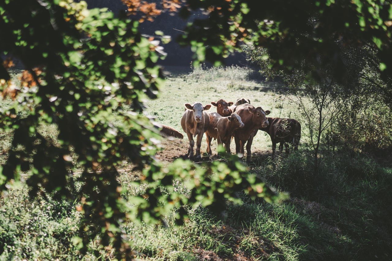 Rest der Welt PR & Marketing Event Schloss/Burg/Gut/Villa Gut Boltenhof image 10